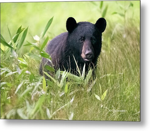 Bear Metal Print featuring the photograph Curious Yearling #2470 by Dan Beauvais