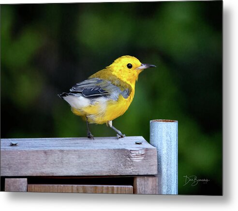 Prothonotary Warbler Metal Print featuring the photograph Prothonotary Warbler #3215 by Dan Beauvais