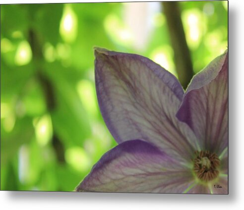 Flower Metal Print featuring the photograph Purple by Thomas Leon