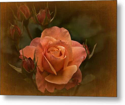 Rose Metal Print featuring the photograph Vintage Aug Rose by Richard Cummings