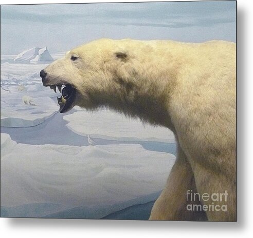 Nature Metal Print featuring the photograph Polar Bear Diorama by Mary Ann Leitch