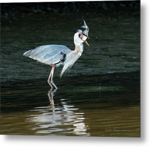 Great Blue Heron Metal Print featuring the photograph Great Blue Heron With Fish 3446 by Dan Beauvais