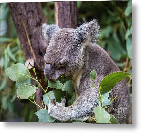 Australia Metal Print featuring the photograph Koala at lunch by Agnes Caruso