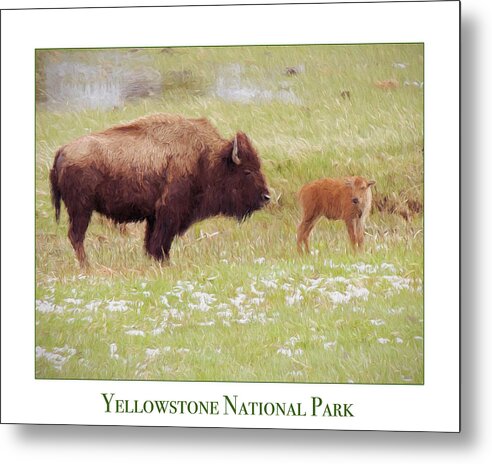 Bison Metal Print featuring the photograph Yellowstone Poster with Bison by Jayne Wilson