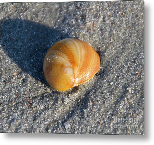 South Carolina Metal Print featuring the photograph Shell in sand by Agnes Caruso