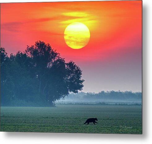 Bear Metal Print featuring the photograph Bear at Sunrise #4514 by Dan Beauvais