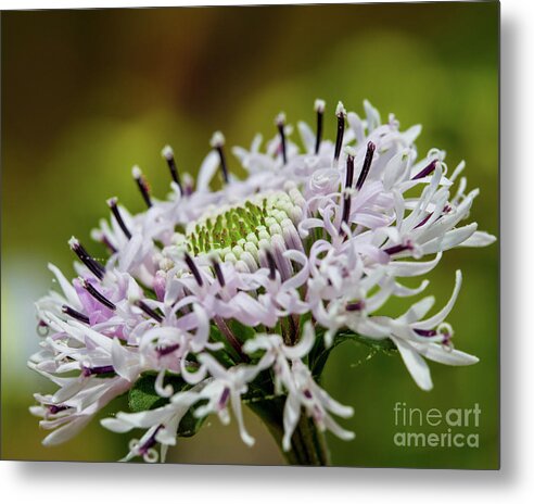 Flowers Metal Print featuring the photograph Flower in focus by Agnes Caruso