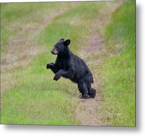 Bear Metal Print featuring the photograph Yearling #0160 by Dan Beauvais