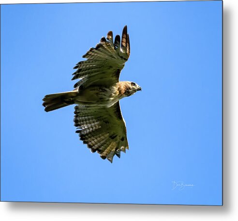 Hawk Metal Print featuring the photograph Red-tailed Hawk #8753 by Dan Beauvais