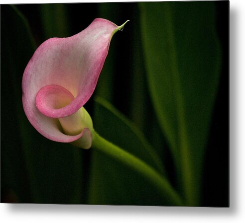 Calla Lily Metal Print featuring the photograph Twist and Shout by Richard Cummings