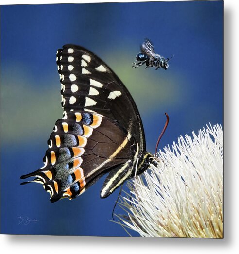 Palamedes Swallowtail Metal Print featuring the photograph Butterfly and Bee #1068 by Dan Beauvais