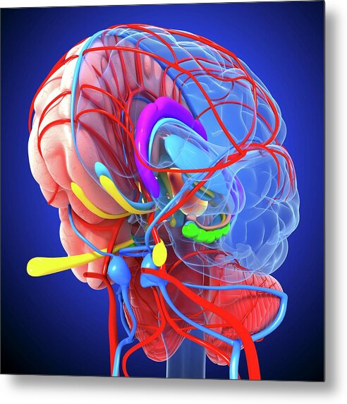 Brain Anatomy by Pixologicstudio/science Photo Library