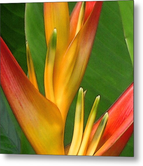 Heliconia Metal Print featuring the photograph Hawaii Dreaming by James Temple