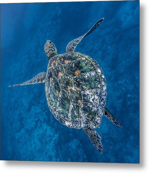 Hawaiian Sea Turtle Metal Print featuring the photograph Deep Blue Square by Leonardo Dale