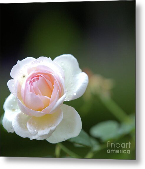 Rose Metal Print featuring the photograph White rose by Agnes Caruso