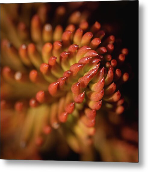 Macro Metal Print featuring the photograph Macro Beauty by Martin Vorel Minimalist Photography