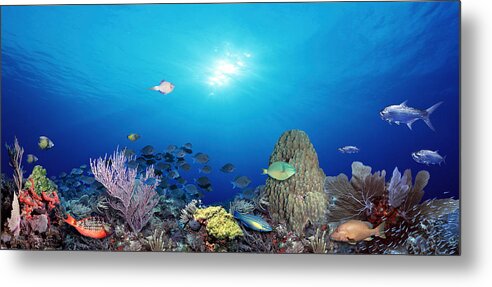 Photography Metal Print featuring the photograph School Of Fish Swimming In The Sea #1 by Panoramic Images