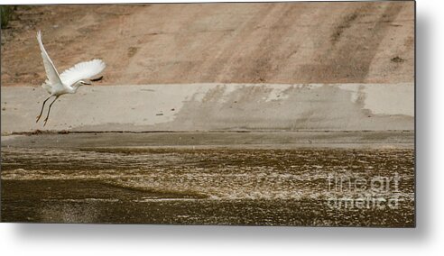Bird Metal Print featuring the photograph Taking Off #3 by Donna Brown