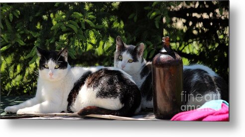 Cats Metal Print featuring the photograph Chillin' Brothers by Janice Byer