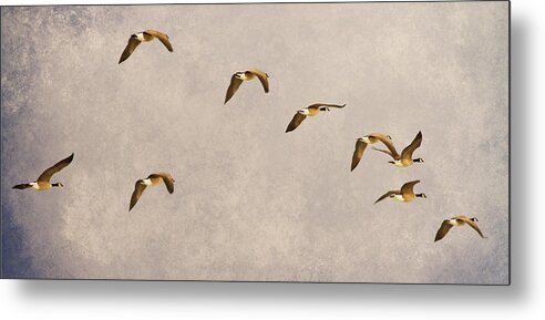 Canada Geese Metal Print featuring the photograph Follow the Leader by James BO Insogna