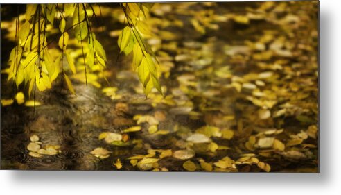 Karya Park Toronto Metal Print featuring the photograph Golden autumn colour foliage on rainy pond by Peter V Quenter