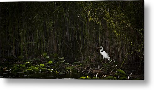 Florida Metal Print featuring the photograph Heron In Grass by Bradley R Youngberg