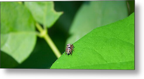 Insects Metal Print featuring the photograph Itsy Bitsy Spider by Jeff Niederstadt