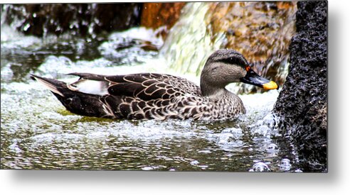 Duck Metal Print featuring the photograph Just Ducky by Toma Caul
