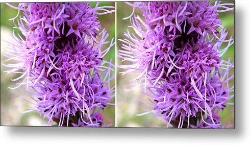 Duane Mccullough Metal Print featuring the photograph Liatris Flowers in Stereo by Duane McCullough