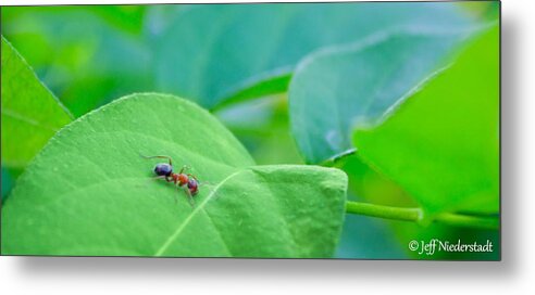 Ants Metal Print featuring the photograph Lonely Ant by Jeff Niederstadt