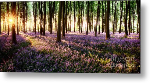 Flower Metal Print featuring the photograph Long shadows in bluebell woods by Simon Bratt