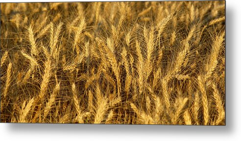 Agriculture Metal Print featuring the photograph Mature Wheat by Theodore Clutter