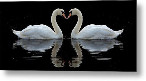 Mute Swan Metal Print featuring the photograph Mute reflections by Macrae Images