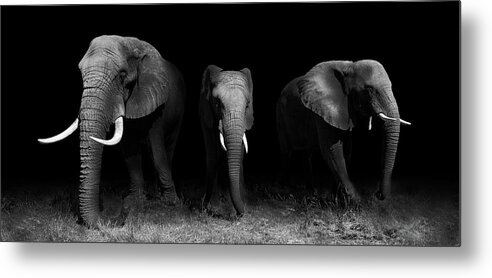 Elephant Metal Print featuring the photograph Out Of The Darkness by Wildphotoart