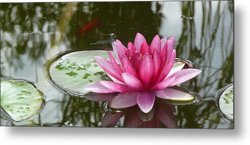 Water Lily Metal Print featuring the photograph Pond Magic by Evelyn Tambour
