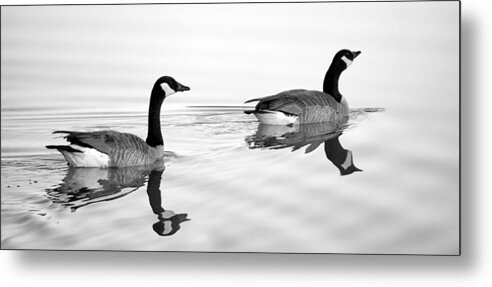 Canada Goose Metal Print featuring the photograph Reflections of Geese by Jason Politte