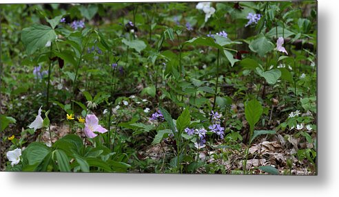 Spring Wildflowers Along Panther Branch Trail Metal Print featuring the photograph Spring Wildflowers Along Panther Branch Trail Frozen Head Tennessee State Park Tennessee by Daniel Reed