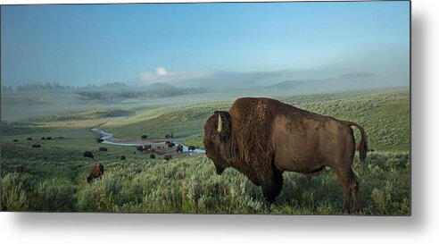 Bison Metal Print featuring the photograph Surveying his Kingdom by Sandy Sisti