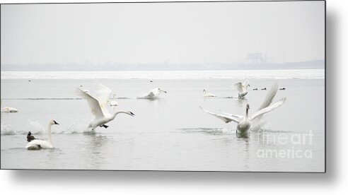 Swan Metal Print featuring the photograph Swan Fight by Laurel Best