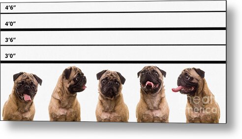 Dogs Metal Print featuring the photograph The Line Up by Edward Fielding