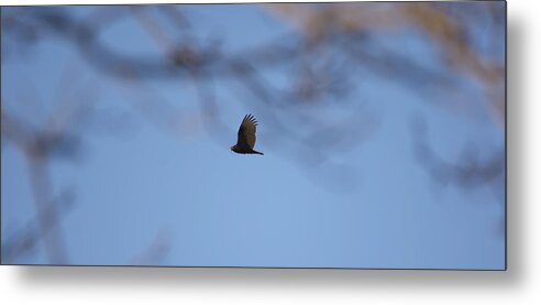 Turkey Vulture Metal Print featuring the photograph Turkey Vulture in Flight by Tracy Winter