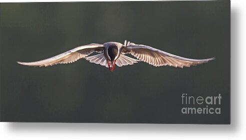 2013 Metal Print featuring the photograph Whiskered Tern in flight by Jean-Luc Baron