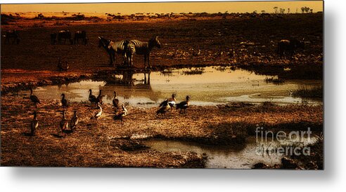 Kenya Metal Print featuring the photograph Around The Pond by Lydia Holly