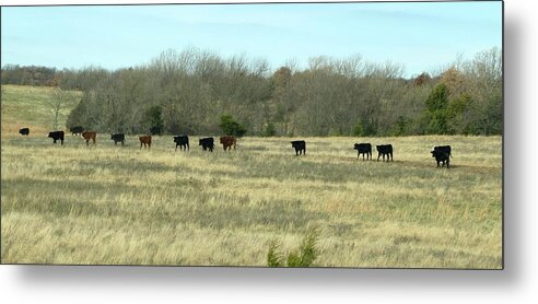 Cattle Metal Print featuring the photograph Dinner Time by Keith Stokes