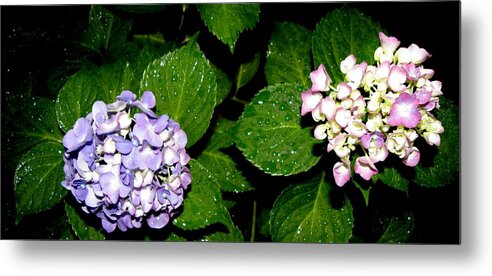 Hydrangea Metal Print featuring the photograph Hydrangea at night in all its beauty by Kim Galluzzo