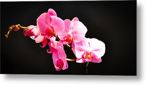 Orchids Metal Print featuring the photograph Pink Orchids at a Party by Ronda Broatch