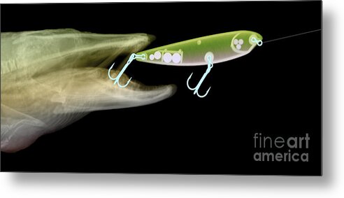 Xray Metal Print featuring the photograph X-ray Of Muskie & Lure by Ted Kinsman