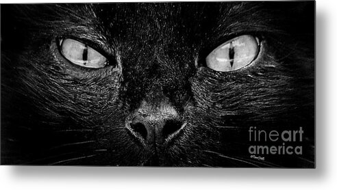 Cat Metal Print featuring the photograph Cat's Eyes #1 by Terri Mills