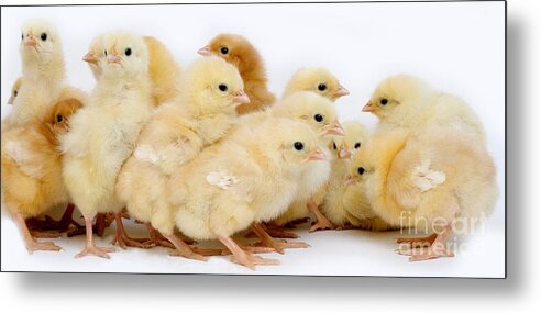 Chick Metal Print featuring the photograph Chicks #1 by Gerard Lacz