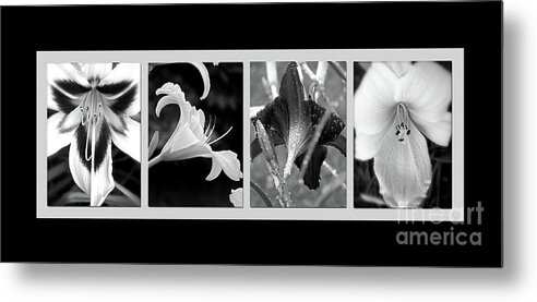 Black And White Photography Metal Print featuring the photograph Floral Collage #1 by Sue Stefanowicz